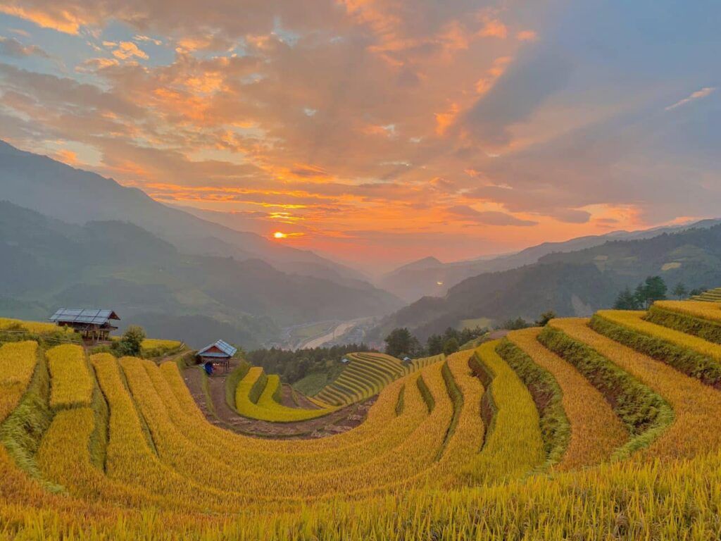 mu cang chai golden rice 1