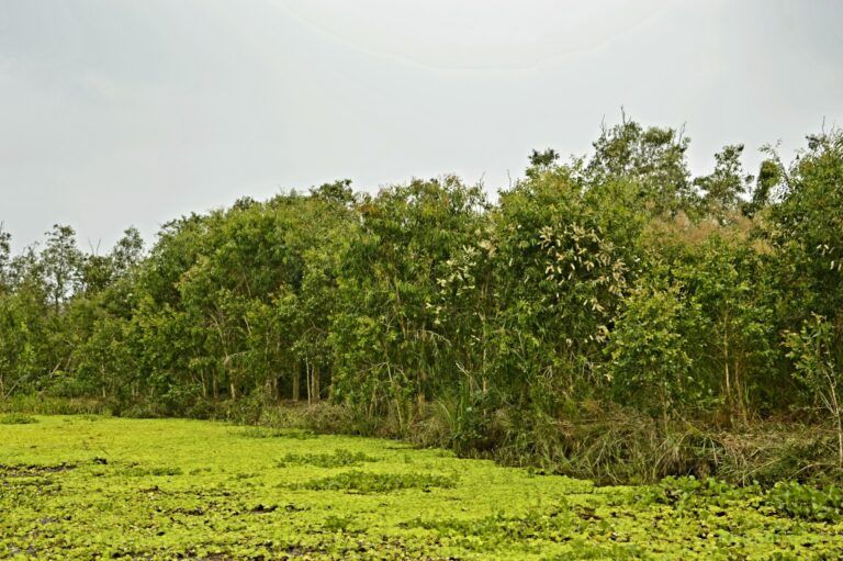 Hau Giang Lung Ngoc Hoang 2